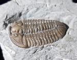 Flexicalymene meeki (FOERSTE 1910) - Bild © FossNet FossilienStore